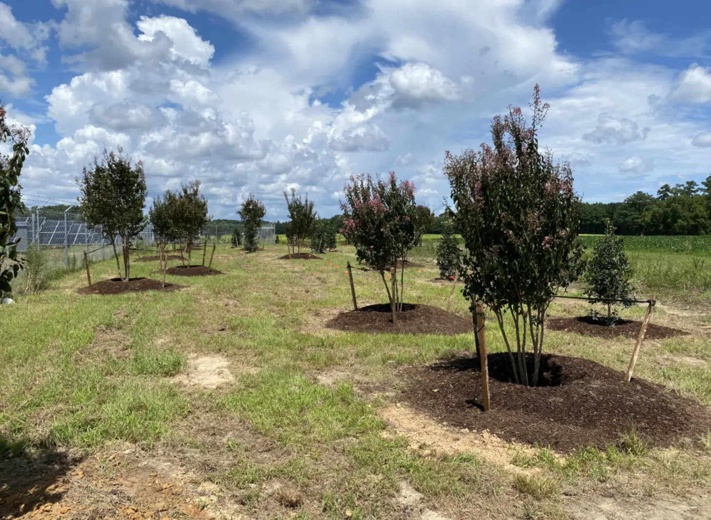 Several of the trees and shrubs that were planted.