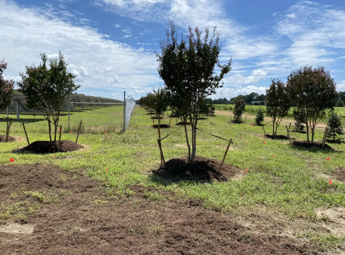 More of the trees and shrubs were planted.