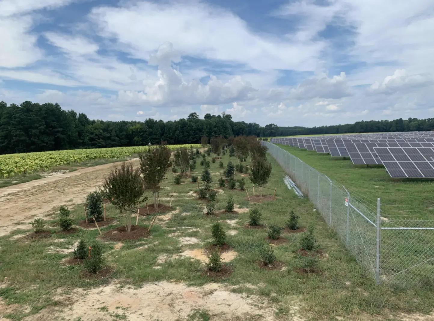 The landscaping installation is now complete, with all trees, shrubs, and soil amendments successfully in place.